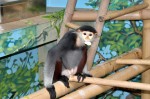 langur duk